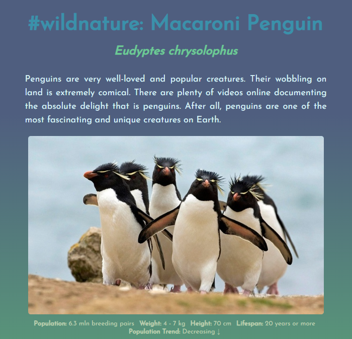 Macaroni penguin page preview